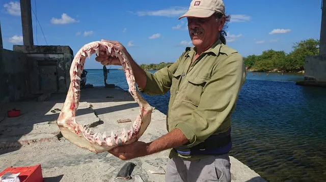 Requin dans les eaux tropicales près de Cuba, illustration du guide sur la sécurité à Varadero