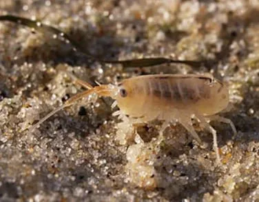 Piqûres de puces de sable et jejenes à Varadero avec conseils de prévention