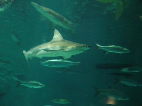 Sharks