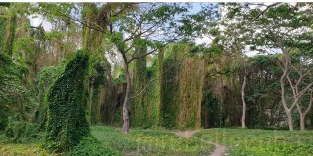 Vegetation in Havana Metropolitan Park along the Almendares River